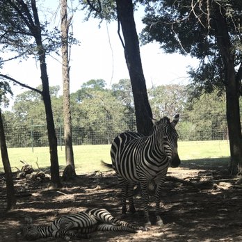 Franklin Drive Thru Safari - Petting Zoos Near Me - Franklin, Texas Franklin Drive Thru Safari - Petting Zoos Near Me - Franklin, Texas