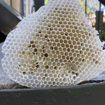 Queen Bee Removal Services - Pest Control Near Me - Santa Monica, California Queen Bee Removal Services - Pest Control Near Me - Santa Monica, California