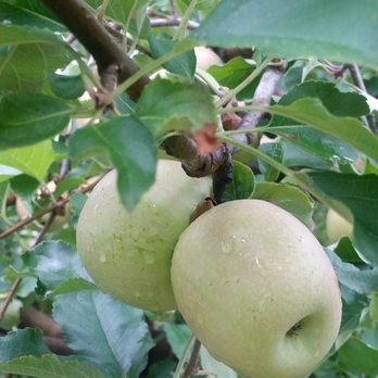 Justus Orchard - Fruits & Veggies Near Me - Hendersonville, North Carolina
