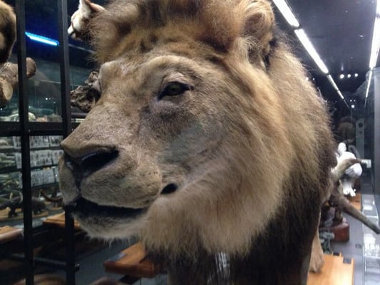 Museum of Natural Sciences of Barcelona by null