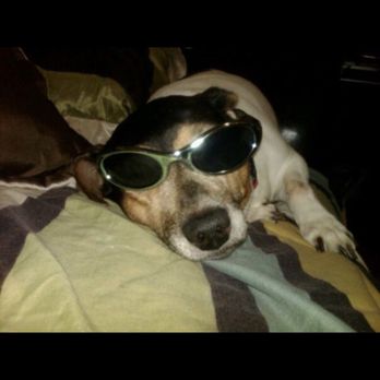 All City Pet Cremation - Relaxing on vacation before the white hairs kicked in - Pet Cremation Services Near Me - Ozone Park, New York All City Pet Cremation - Relaxing on vacation before the white hairs kicked in - Pet Cremation Services Near Me - Ozone Park, New York