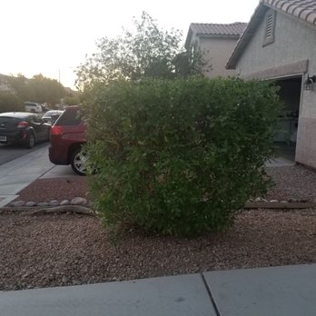 VanDorne Landscape and Design - They trimmed and shaped my tree/bush. - Landscaping Near Me