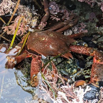Lovers Point Park - California kelp crab - Parks Near Me - Pacific Grove, California