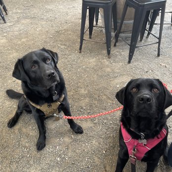 Marshall Wharf Brewing Company - Dog friendly! - Breweries Near Me - Belfast, Maine Marshall Wharf Brewing Company - Dog friendly! - Breweries Near Me - Belfast, Maine