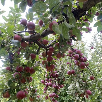 Yonder Farms - a cluster of apples hanging from a tree - Fruits & Veggies Near Me - Valatie, New York