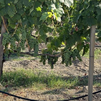 Croix Estate Winery - rows of grapes in a vineyard - Wine Tasting Room Near Me - Fulton, California Croix Estate Winery - rows of grapes in a vineyard - Wine Tasting Room Near Me - Fulton, California