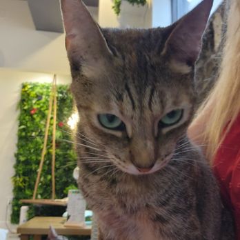 Kona Kat Cafe - Are you talking to me? - Pet Adoption Near Me - Kailua-Kona, Hawaii