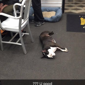 Mood Fabrics - One of the brothers who owns the shop brings his dog into work 4 days a week. This is the greeting we received upon entering the store. - Fabric Stores Near Me - New York, New York