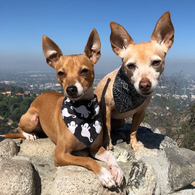 cozycroft pet hospital