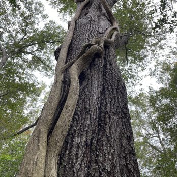 Armand Bayou Nature Center - Love the textures here! - Parks Near Me - Pasadena, Texas Armand Bayou Nature Center - Love the textures here! - Parks Near Me - Pasadena, Texas