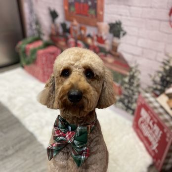 Hazel and Cleo - Ruby - Pet Groomers Near Me - Ballston Spa, New York