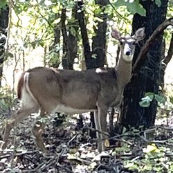 Oaklake Trails Naturist Park - Wild life in their natural skin and you in your natural skin what more could you ask for?