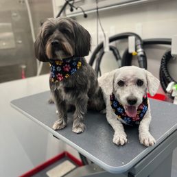 Stanley and Wattson thrilled with their new cuts and complimentary dog bandana Stanley and Wattson thrilled with their new cuts and complimentary dog bandana