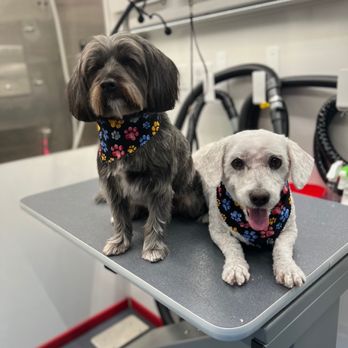 NeliPet - Stanley and Wattson thrilled with their new cuts and complimentary dog bandana - Pet Groomers Near Me - Aliso Viejo, California NeliPet - Stanley and Wattson thrilled with their new cuts and complimentary dog bandana - Pet Groomers Near Me - Aliso Viejo, California
