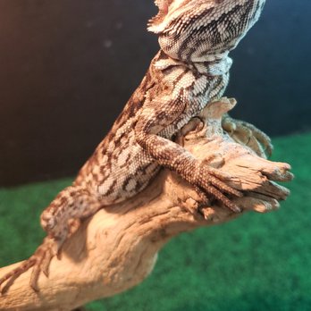 Eclipse Pets - Bearded Dragon - Reptile Shops Near Me - Smithfield, Virginia