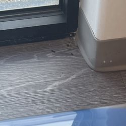 North Texas Dental Surgery - It's really nice here, but there are a lot of bugs on the floor and it's  dirty and dusty. they need more janitors or something.