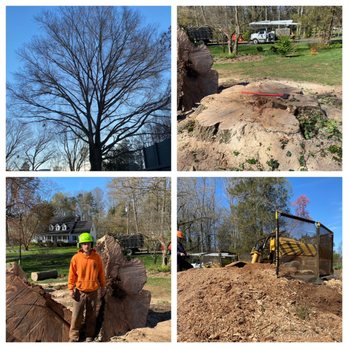 Arning Tree Service - Tree Services Near Me Arning Tree Service - Tree Services Near Me