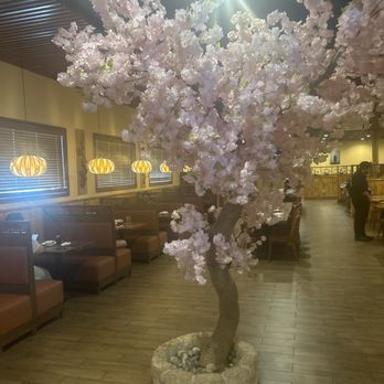 Sushi Masa - Tree in restaurant. - Sushi Bars Near Me - Metairie, Louisiana Sushi Masa - Tree in restaurant. - Sushi Bars Near Me - Metairie, Louisiana