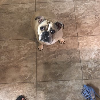Rooted Dog Training - Pet Training Near Me