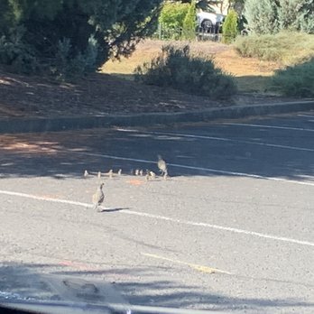 Resort at Eagle Point Golf Club Lodging - Momma and Daddy Quail with 10 tiny babies walking across the parking lot. - Resorts Near Me - Eagle Point, Oregon Resort at Eagle Point Golf Club Lodging - Momma and Daddy Quail with 10 tiny babies walking across the parking lot. - Resorts Near Me - Eagle Point, Oregon