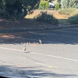 Resort at Eagle Point Golf Club Lodging - Momma and Daddy Quail with 10 tiny babies walking across the parking lot.