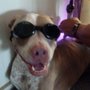 TaxiFurrPets