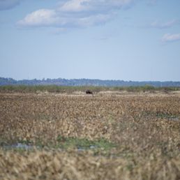 Bison were far off in the distance but the hike was short. Bison were far off in the distance but the hike was short.