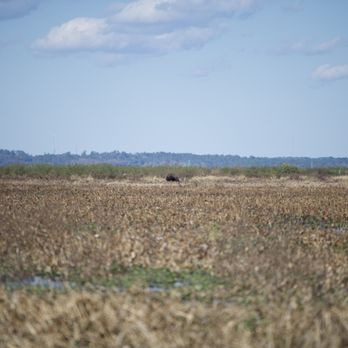 Bolen Bluff Trail - Bison were far off in the distance but the hike was short. - Hiking Near Me - Micanopy, Florida Bolen Bluff Trail - Bison were far off in the distance but the hike was short. - Hiking Near Me - Micanopy, Florida