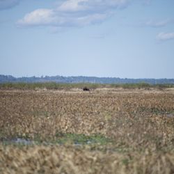 Bolen Bluff Trail - Bison were far off in the distance but the hike was short.