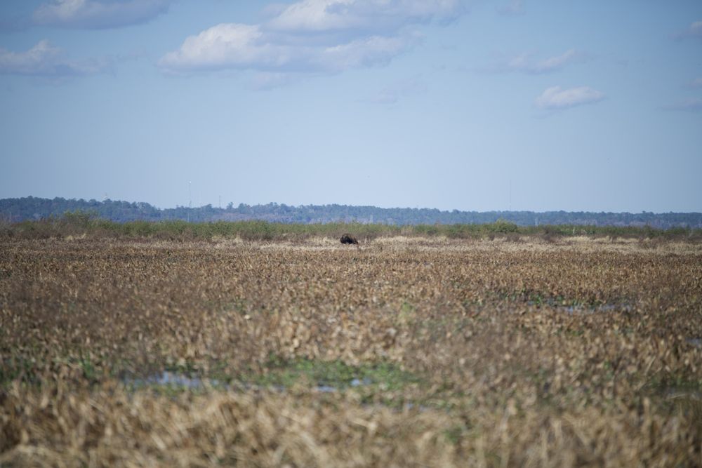 Bolen Bluff Trail Logo