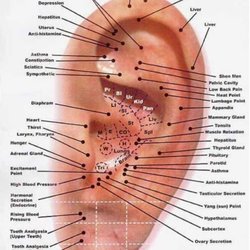 Southern Oregon Chiropractic - This is the chart of all of the acupuncture points in the ear