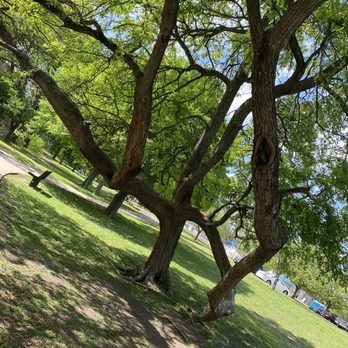 Pfluger Park - Just thought this was a cool looking tree - Playgrounds Near Me - Pflugerville, Texas Pfluger Park - Just thought this was a cool looking tree - Playgrounds Near Me - Pflugerville, Texas
