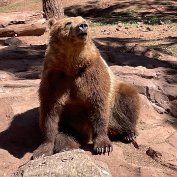 Bearizona - Grizzly bear - Zoos Near Me - Williams, Arizona Bearizona - Grizzly bear - Zoos Near Me - Williams, Arizona