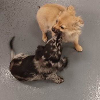 Barx Parx - Puppy Socialization Class! - Pet Training Near Me - Las Vegas, Nevada Barx Parx - Puppy Socialization Class! - Pet Training Near Me - Las Vegas, Nevada