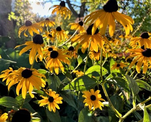 The Black Boar Inn by null