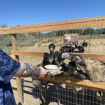 Ostrichland USA - Example of feeding tray and proper distance for safe feeding. - Attraction Farms Near Me - Solvang, California Ostrichland USA - Example of feeding tray and proper distance for safe feeding. - Attraction Farms Near Me - Solvang, California