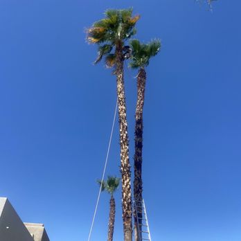 Palm Desert Tree Service - Trimmimg - Tree Services Near Me - Palm Desert, California Palm Desert Tree Service - Trimmimg - Tree Services Near Me - Palm Desert, California