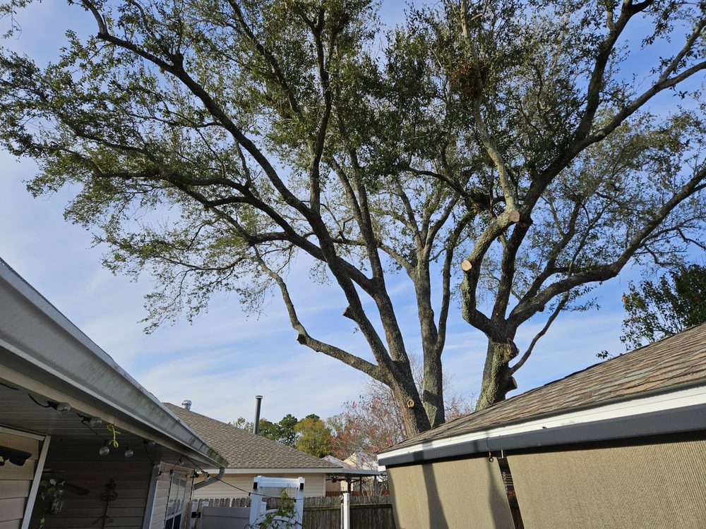J & W Tree Service - tree service in Harahan, LA
