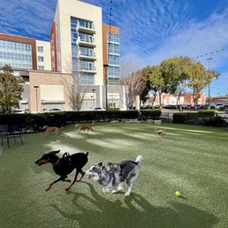 Dogs having fun.