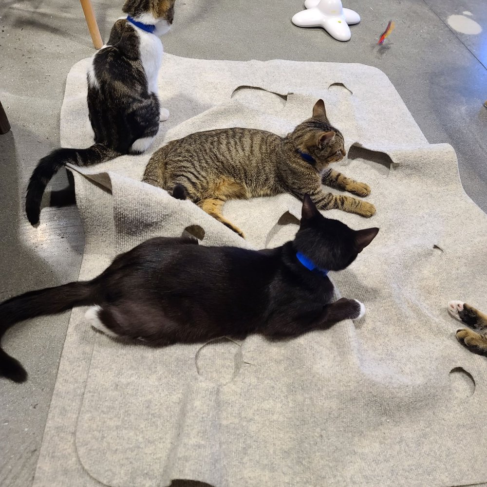 Orlando Cat Cafe - Animal Shelters Near Me - Clermont, Florida