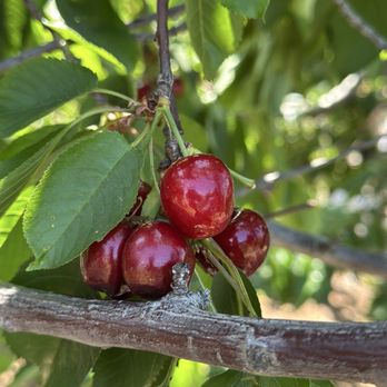 Marsh Creek Cherries - Pick Your Own Farms Near Me - Brentwood, California Marsh Creek Cherries - Pick Your Own Farms Near Me - Brentwood, California