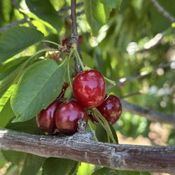 Marsh Creek Cherries