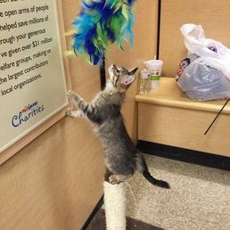 Our cats love Petsmart's Scratching Posts!!! Our cats love Petsmart's Scratching Posts!!!