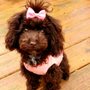 Photo of Tiny Toy Poodles