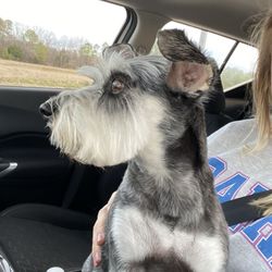 K-9 Pro Cuts - Miniature schnauzer mini groom!!
