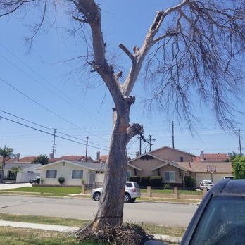 Oc Tree Care - 35 ft dead tree. - Tree Services Near Me - Orange, California