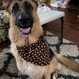 The bandana is so cute.. The bandana is so cute..