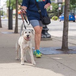 Chicagoland Appraisals - New Illinois divorce law would give pet custody to better owner https://goo.gl/qex85X