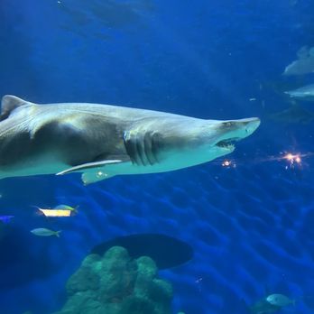 Downtown Aquarium - Shark - Museums Near Me - Denver, Colorado Downtown Aquarium - Shark - Museums Near Me - Denver, Colorado