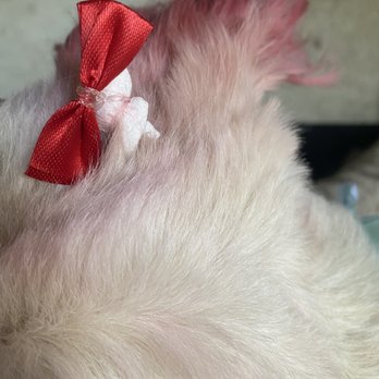 Zen Animals - Terrible dye job and why wrap tissues in her hair? - Pet Groomers Near Me - Brooklyn, New York Zen Animals - Terrible dye job and why wrap tissues in her hair? - Pet Groomers Near Me - Brooklyn, New York